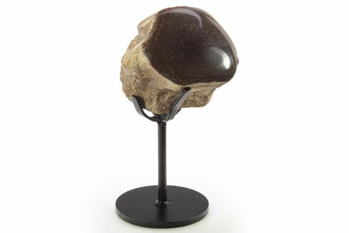 Polished Fossil Mosasaur Vertebra w/ Metal Stand - Texas #335052
